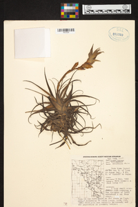 Tillandsia latifolia image