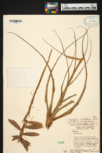 Tillandsia latifolia image