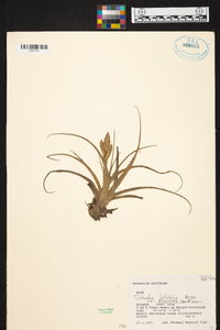 Tillandsia latifolia image