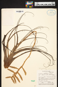 Tillandsia latifolia image