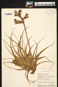 Tillandsia latifolia image