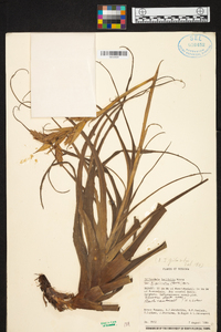 Tillandsia latifolia image