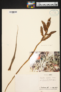 Tillandsia latifolia image