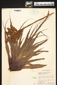 Tillandsia latifolia image