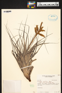 Tillandsia latifolia image