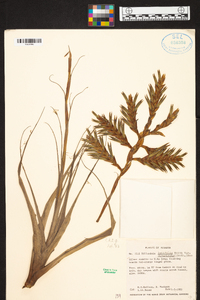 Tillandsia latifolia image