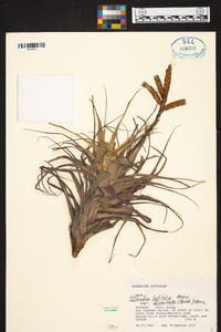 Tillandsia latifolia image