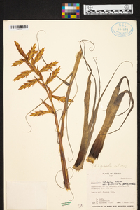 Tillandsia latifolia image