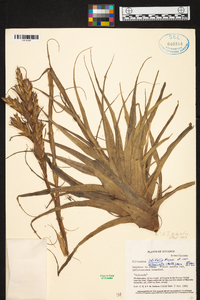 Tillandsia latifolia image