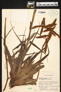 Tillandsia latifolia image