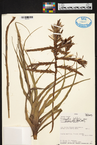 Tillandsia latifolia image