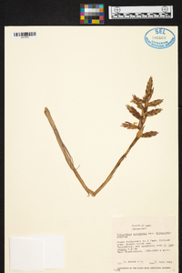 Tillandsia latifolia image