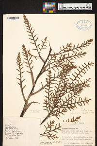 Barfussia laxissima image