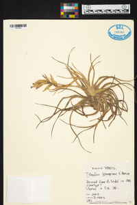 Tillandsia leonamiana image