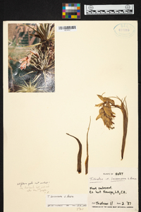 Tillandsia leonamiana image