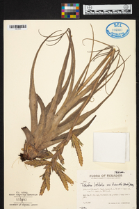 Tillandsia latifolia image