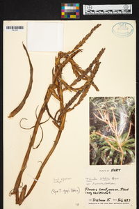 Tillandsia latifolia image