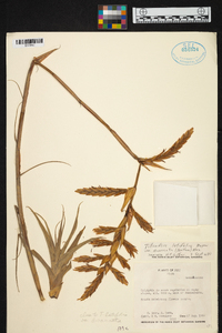 Tillandsia latifolia image