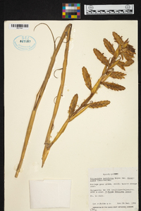 Tillandsia latifolia image