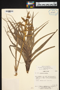 Tillandsia latifolia image