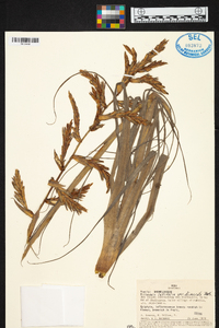 Tillandsia latifolia image