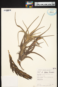 Tillandsia lotteae image