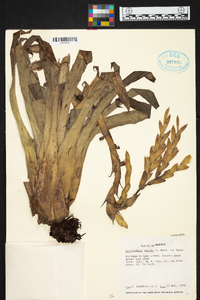 Tillandsia lucida image