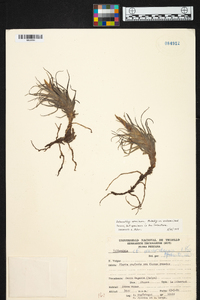 Tillandsia macbrideana image