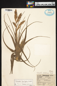 Tillandsia lorentziana image