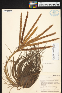 Tillandsia didisticha image