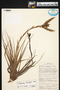 Tillandsia lorentziana image