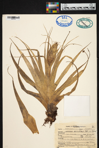 Tillandsia borealis image