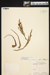 Tillandsia lorentziana image