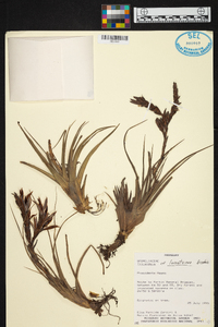 Tillandsia lorentziana image