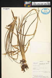 Tillandsia lorentziana image