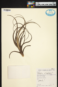 Tillandsia lorentziana image