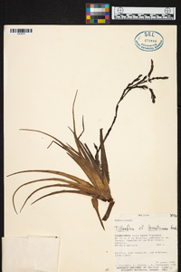 Tillandsia lorentziana image