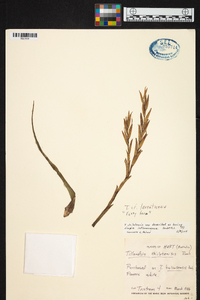 Tillandsia lorentziana image