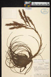 Tillandsia lorentziana image