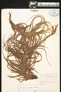 Tillandsia lorentziana image