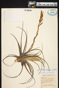 Tillandsia lorentziana image