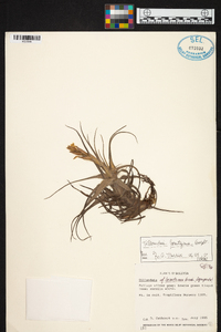 Tillandsia lorentziana image