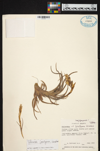 Tillandsia lorentziana image