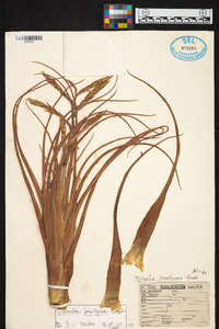 Tillandsia lorentziana image