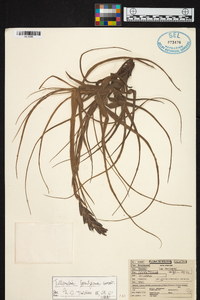 Tillandsia lorentziana image