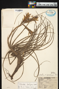 Tillandsia lorentziana image