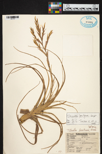 Tillandsia lorentziana image