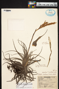 Tillandsia lorentziana image