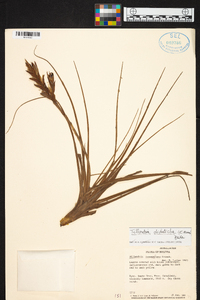 Tillandsia lorentziana image