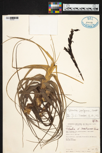 Tillandsia lorentziana image